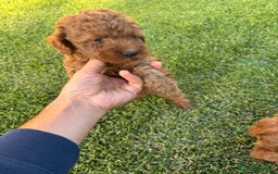 Caniche Toy perros en venta: Caniche Toy Rojo ❤️ - Imagen 4