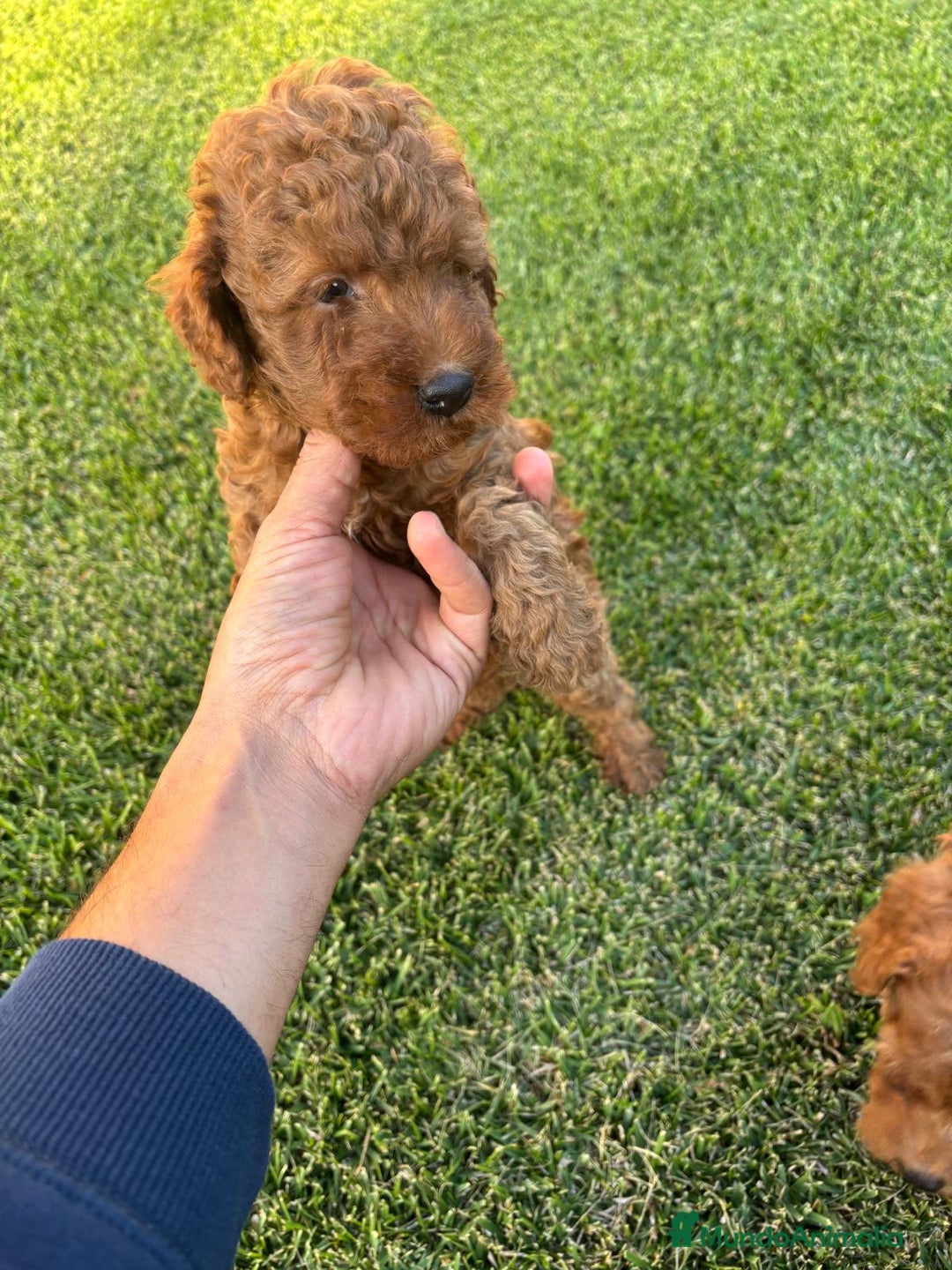 Caniche Toy perros en venta: Caniche Toy Rojo ❤️ - Imagen 4