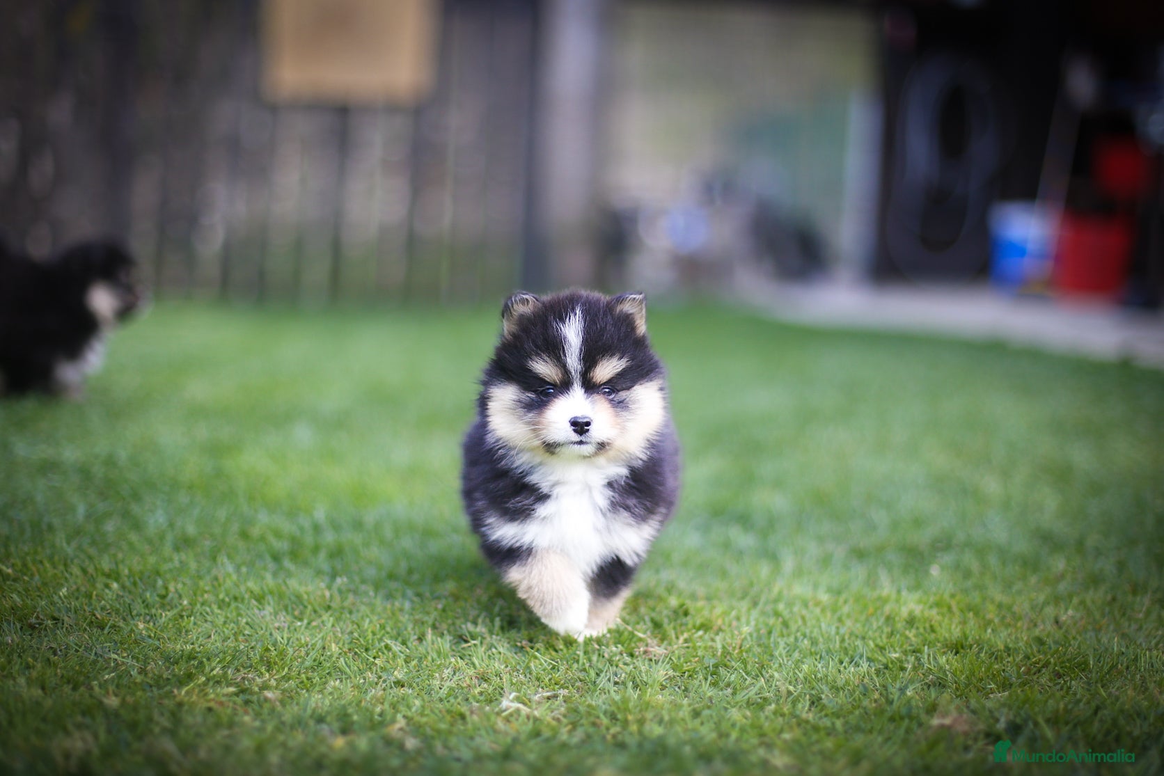 Pomsky perros Pomsky toy F3 - Anuncio 6