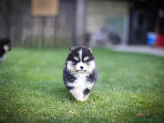 Pomsky perros Pomsky toy F3 - Anuncio 6