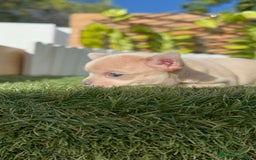 Chihuahua perros en venta: CHIHUAHUA HEMBRA - Anuncio 4