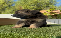 Pastor Alemán perros en venta: PASTOR ALEMÁN MACHO - Imagen 3