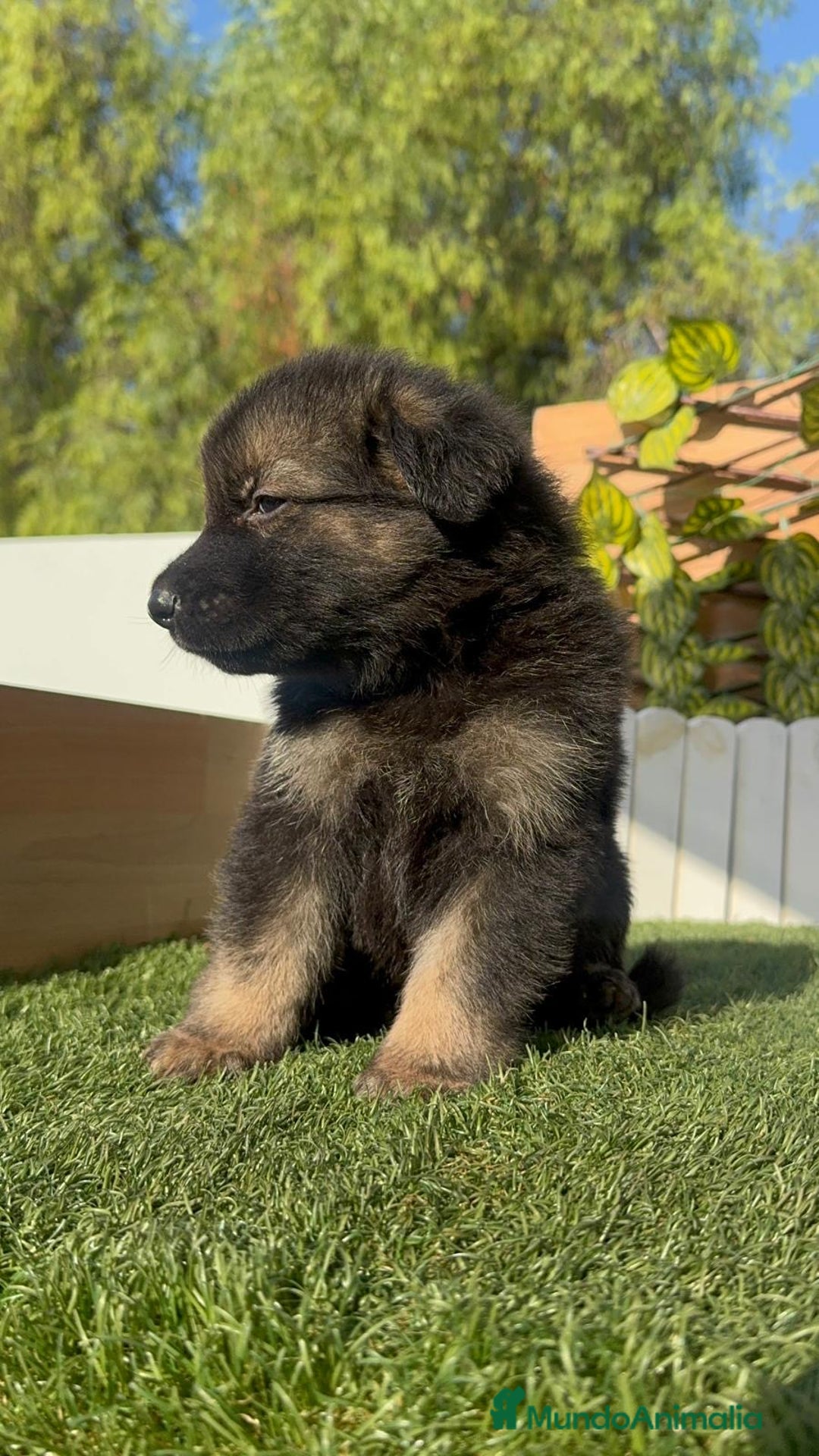 Pastor Alemán perros en venta: PASTOR ALEMÁN MACHO - Imagen 3