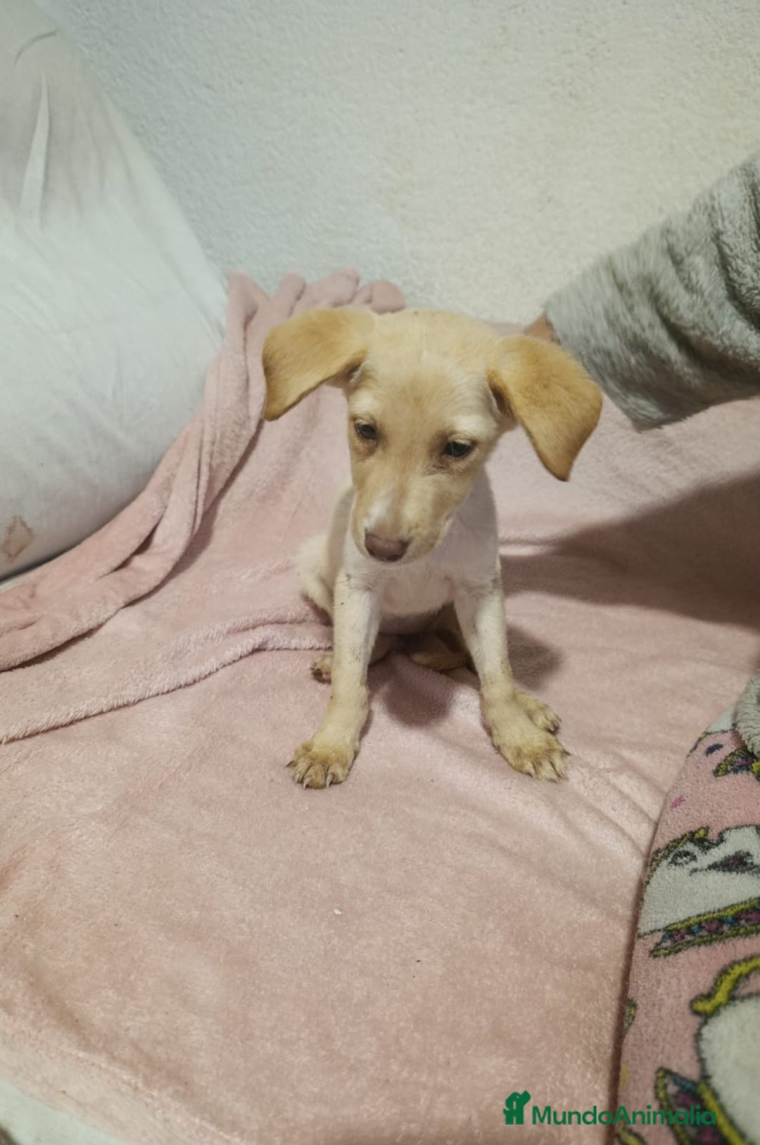 Raza Mixta perros en venta: Labrador con podenco - Imagen 1