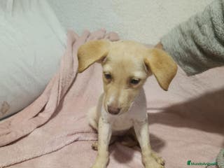 Raza Mixta perros Labrador con podenco - Anuncio 12