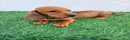 Teckel Miniatura perros en venta: Teckel miniatura - Anuncio 13