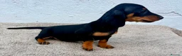 Teckel Miniatura perros en venta: Teckel kaninchen  - Anuncio 10