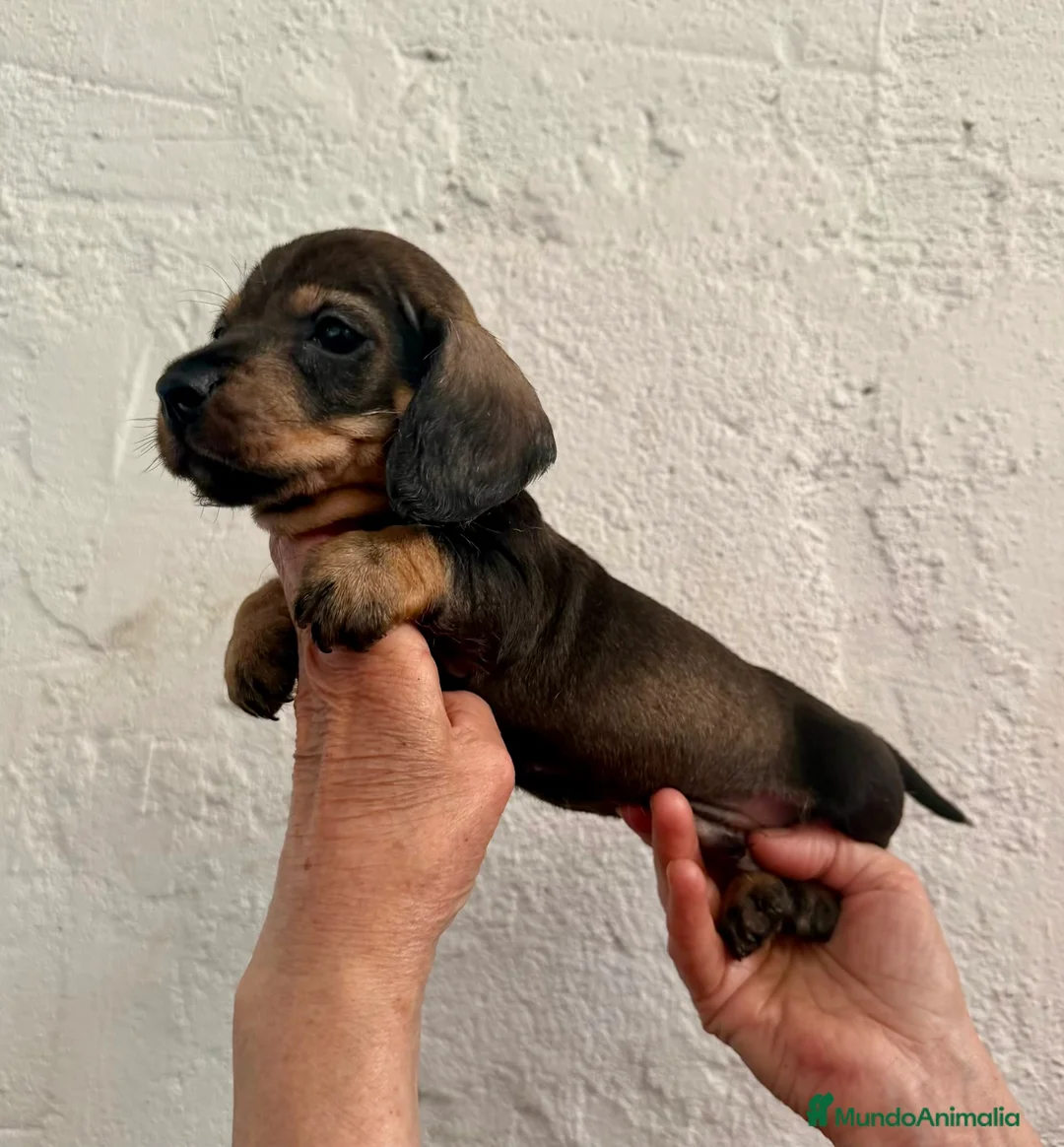 Teckel perros en venta: Macho St de Pelo Duro  - Anuncio 1