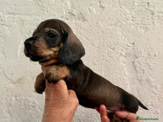 Teckel perros Macho St de Pelo Duro - Anuncio 1