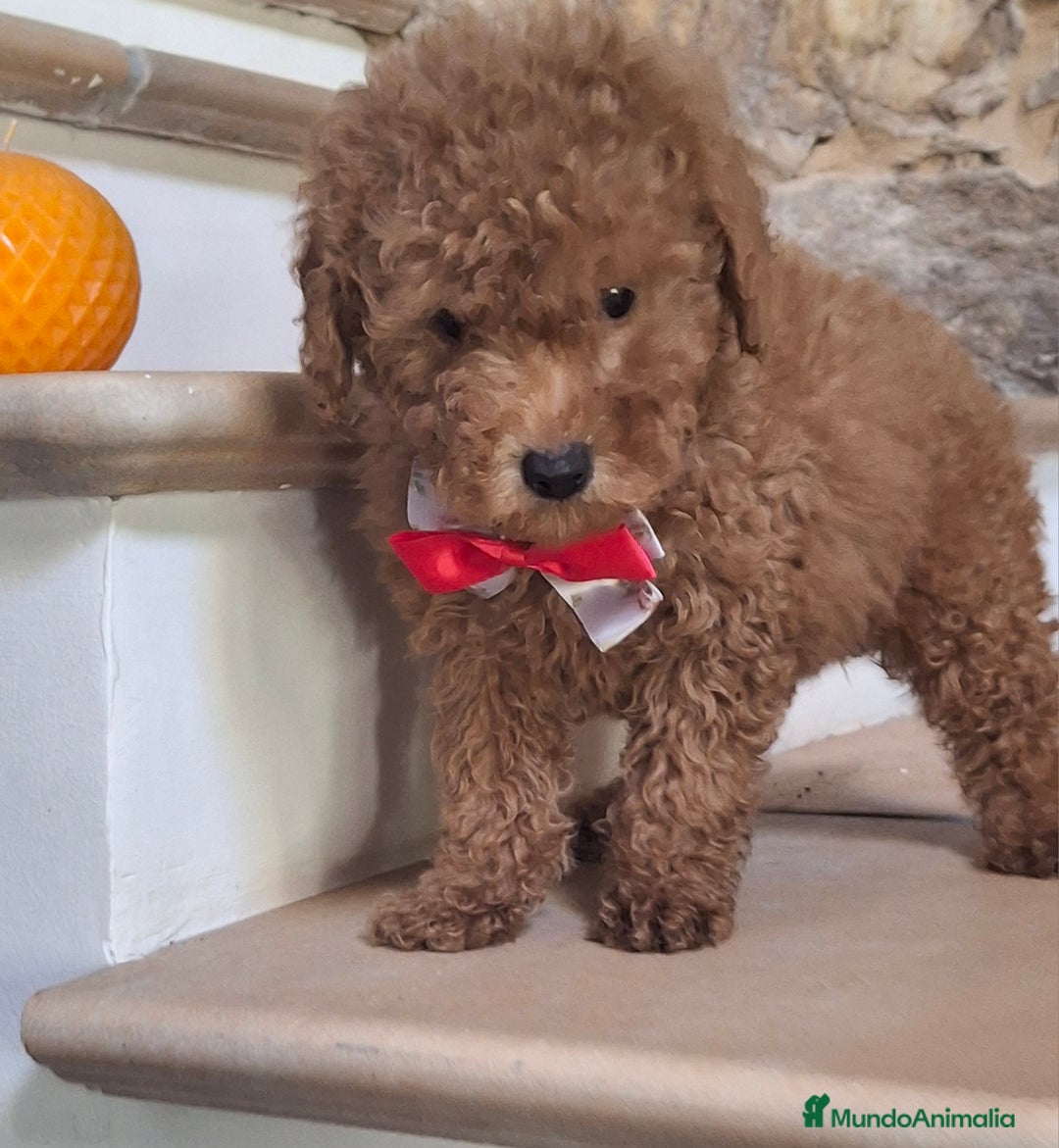 Caniche Toy perros en venta: Caniche Toy  - Anuncio 4