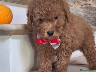 Caniche Toy perros Caniche Toy - Anuncio 2