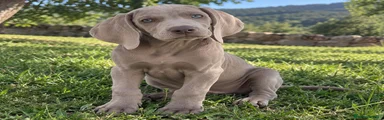 Weimaraner 1
