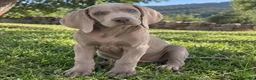 Weimaraner perros en venta: WEIMARANER - Anuncio 2