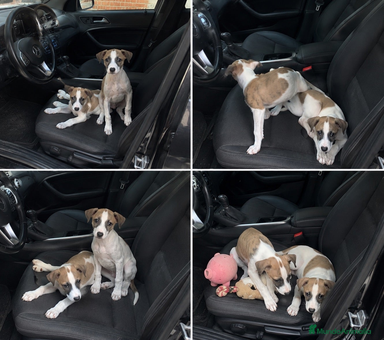 Whippet perros WHIPPET CACHORROS EQUILIBRADOS  - Anuncio 1