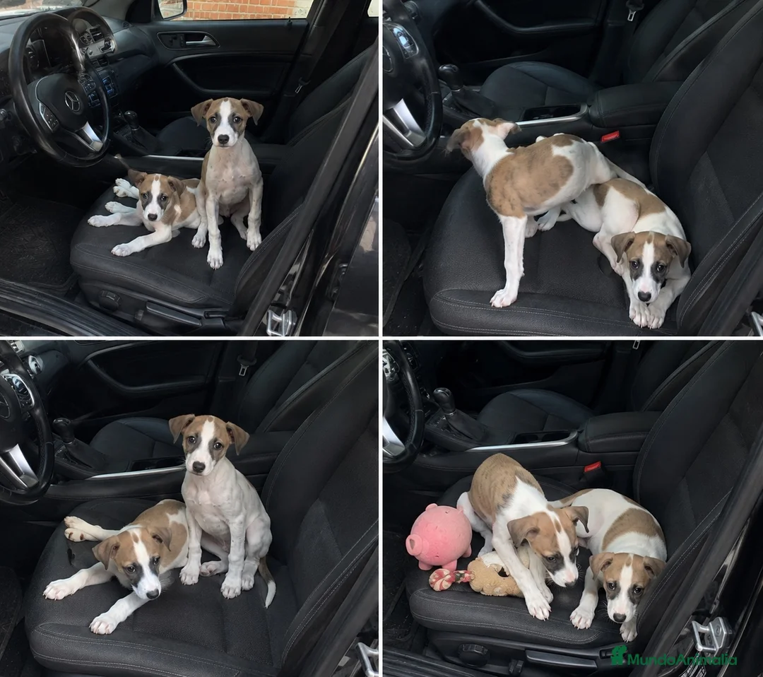 Whippet perros en venta: WHIPPET CACHORROS EQUILIBRADOS  - Anuncio 1