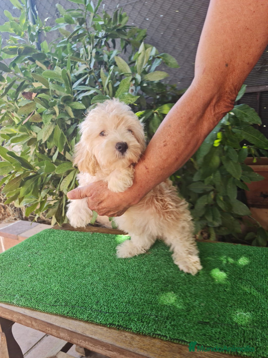 Maltipoo perros en venta: Maltipoo Toy apricot  - Imagen 2