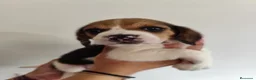 Beagle perros en venta: Beagle 641387649 - Anuncio 2