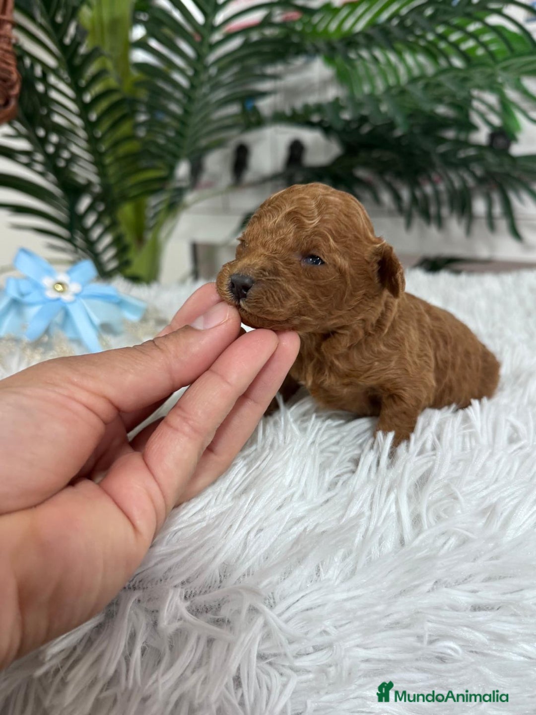 Caniche Toy perros en venta: CANICHE TOY - Anuncio 7