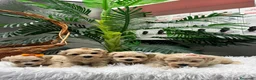 Maltipoo perros en venta: MALTIPOO 💙- LISTOS PARA ENTREGAR  - Anuncio 2