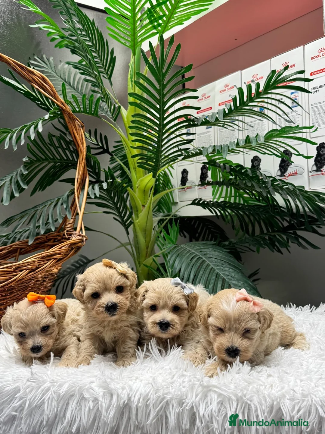 Maltipoo perros en venta: MALTIPOO 💙- LISTOS PARA ENTREGAR  - Anuncio 2