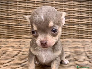 Chihuahua perros en Illes Balears - Anuncio 6