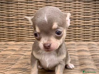 Chihuahua perros Chihuahuas en Illes Balears - Anuncio 36