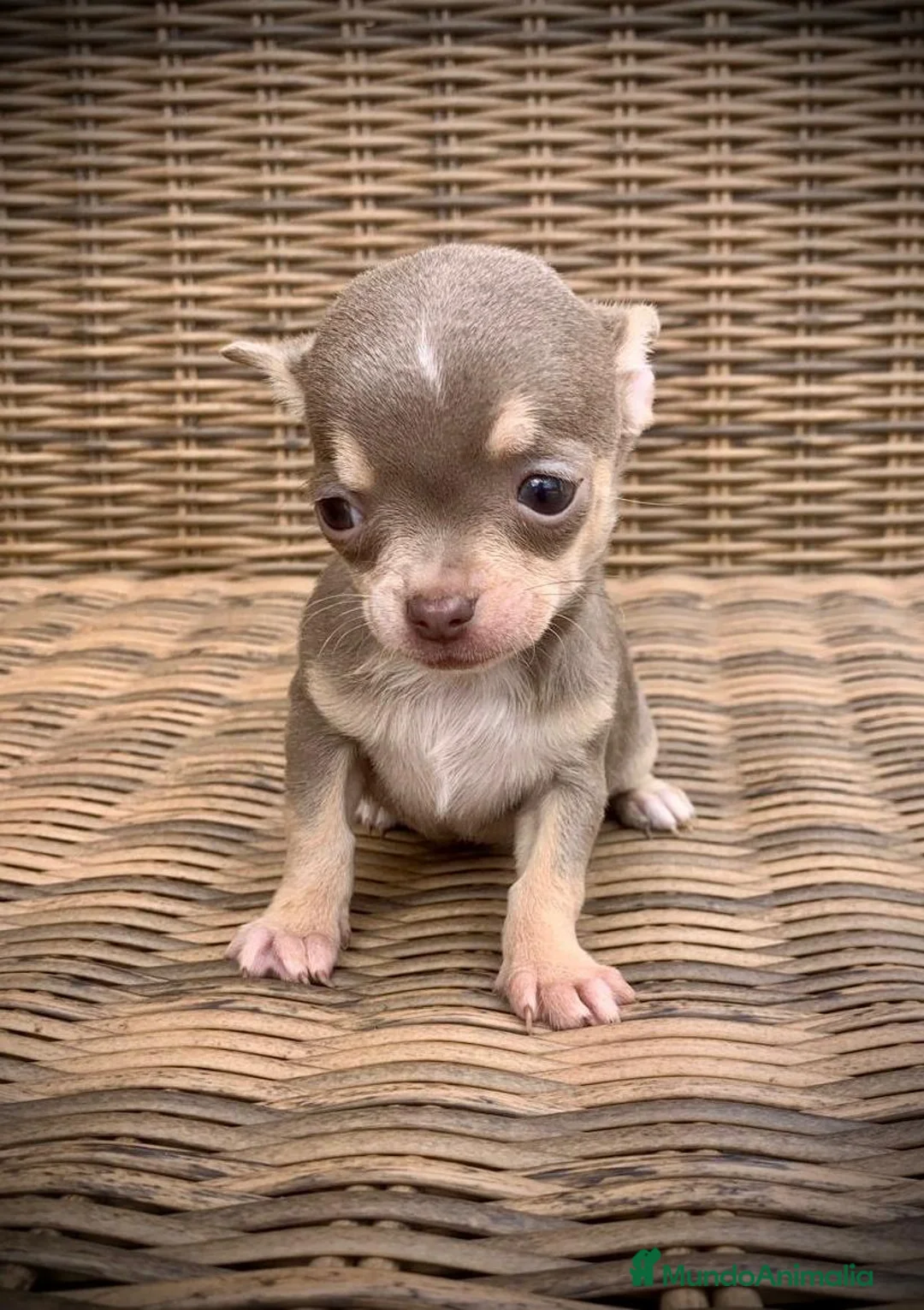 Chihuahua perros en venta: Chihuahuas  en Illes Balears - Anuncio 1