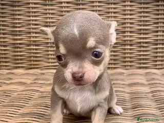 Chihuahua perros Chihuahuas en Illes Balears - Anuncio 8