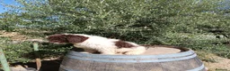 Perro de Agua Español perros en venta: Perro de agua  - Anuncio 2