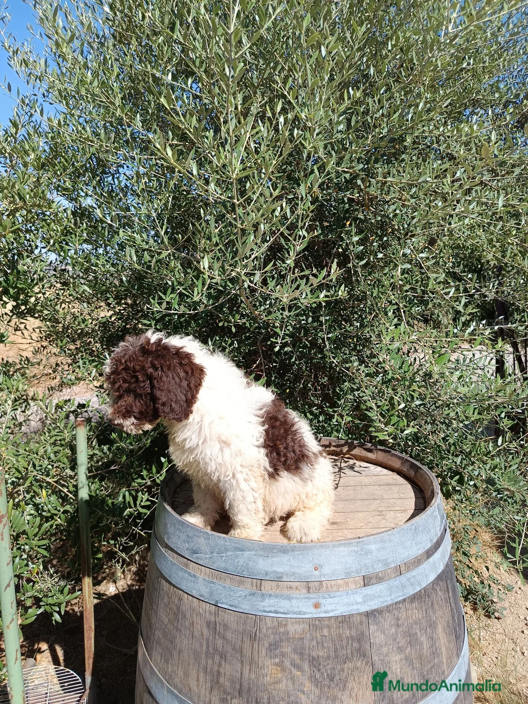 Perro de Agua Español perros en venta: Perro de agua  - Anuncio 2