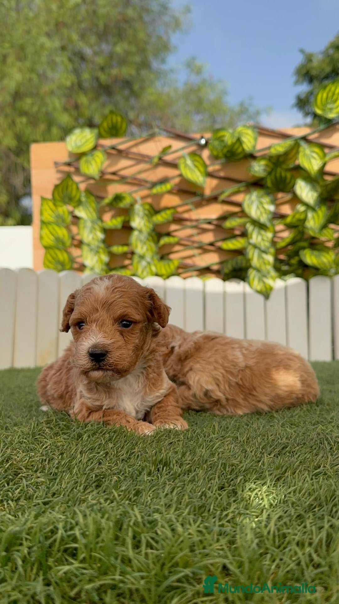 Caniche Toy perros en venta: CANICHE TOY MACHO - Imagen 17