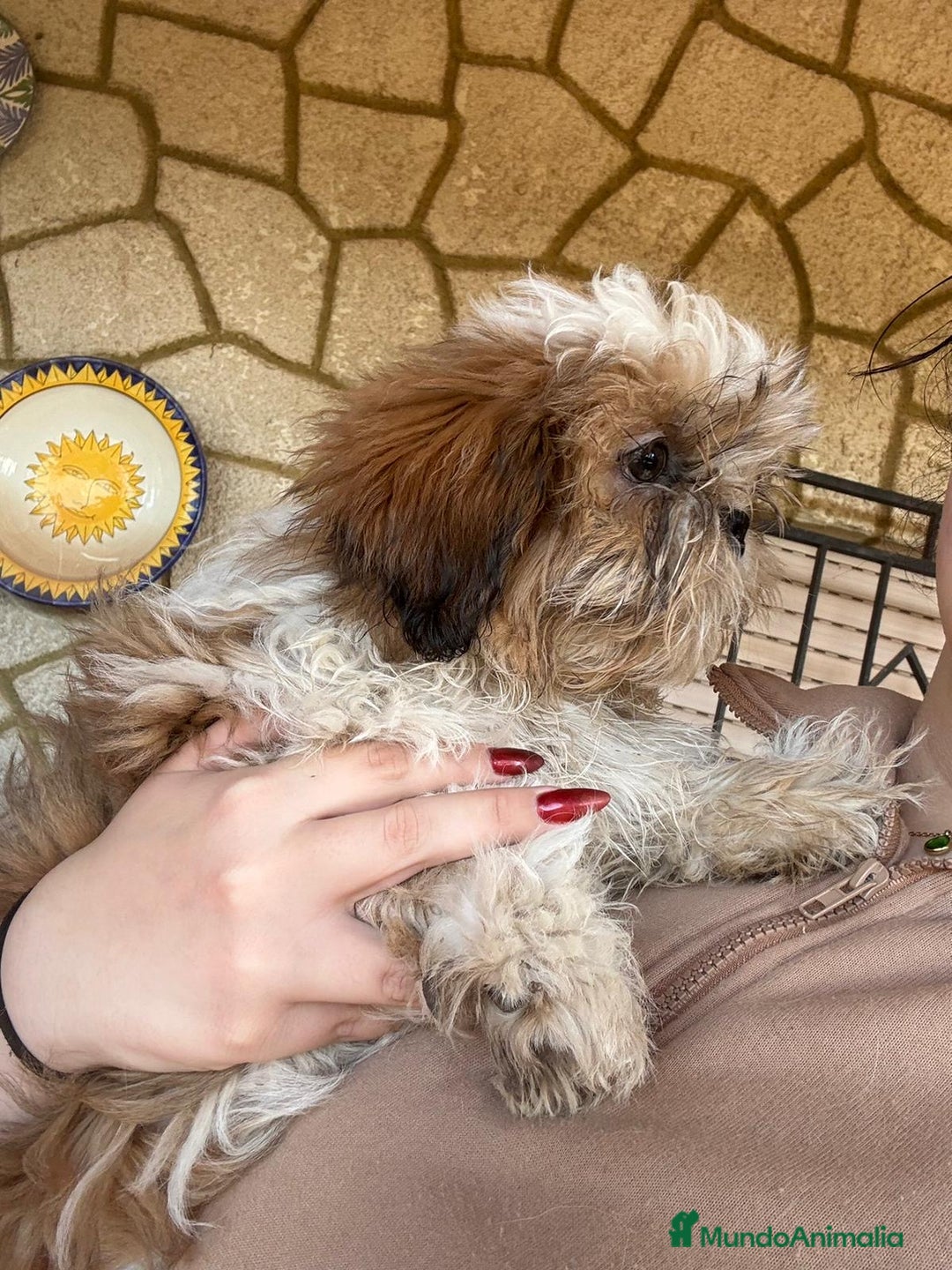 Shih Tzu perros en venta: Machitos de shihtzu  - Anuncio 5