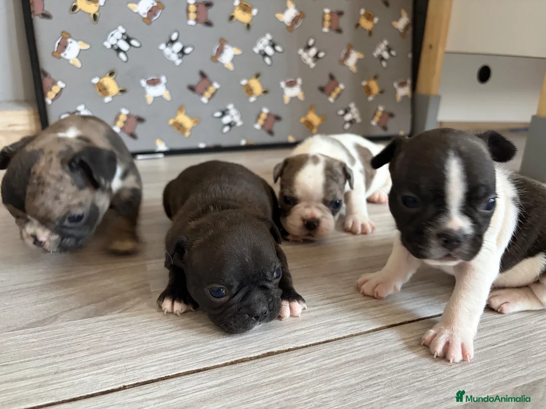 Bulldog Francés perros en venta: Bulldog frances - Anuncio 2