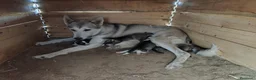 Laika de Siberia Occidental perros en venta: Laika de Siberia  - Anuncio 1