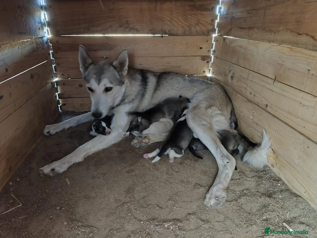 Laika de Siberia Occidental perros en venta: Laika de Siberia  - Anuncio 1