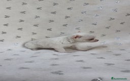 Chihuahua perros en venta: Chihuahua Macho y Hembra  - Imagen 6