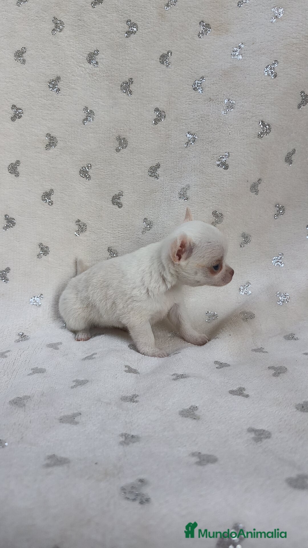 Chihuahua perros en venta: Chihuahua Macho y Hembra  - Imagen 6