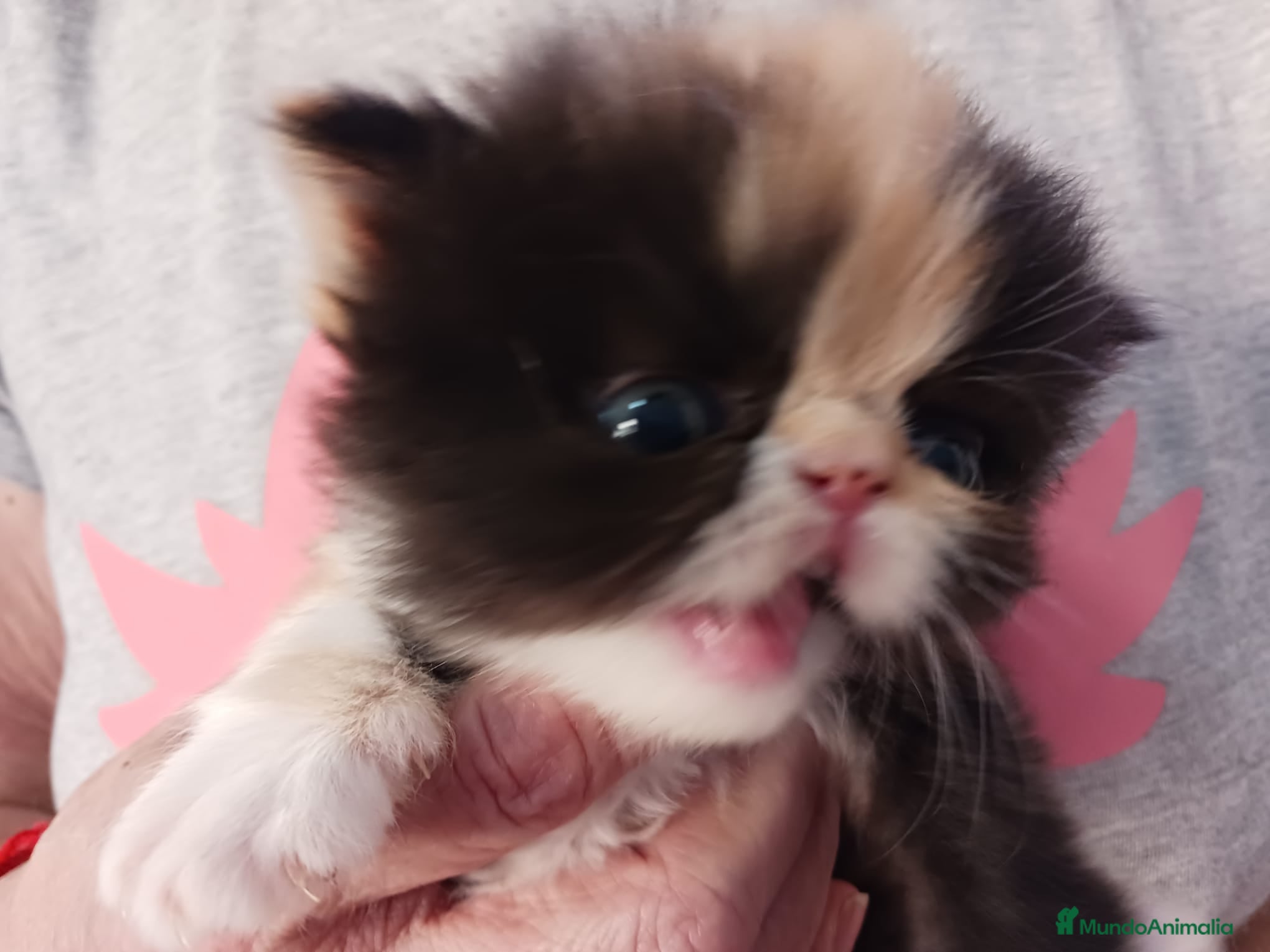 Persa gatos Gatos persas - Anuncio 12