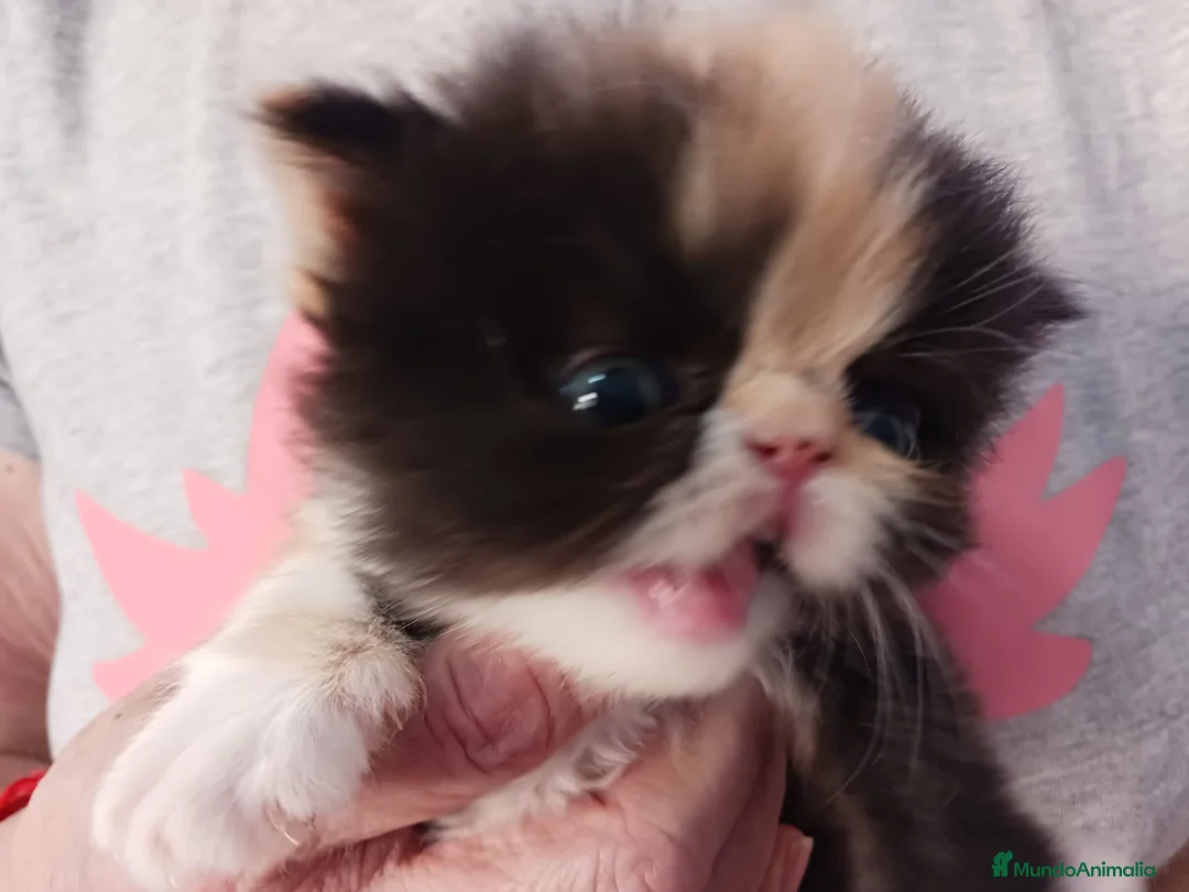 Persa gatos en venta: Gatos persas - Anuncio 2