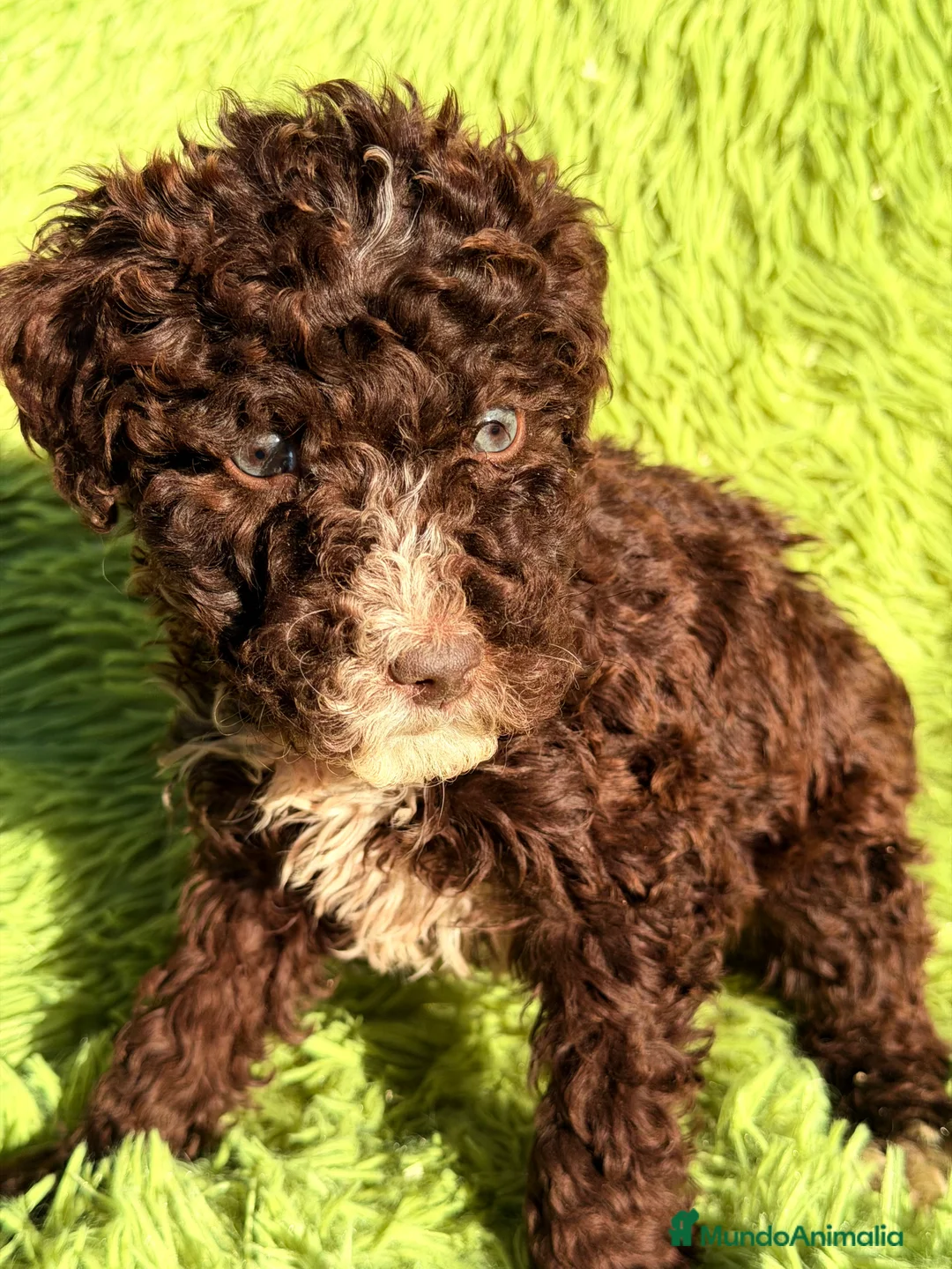 Perro de Agua Español perros en venta: Pdae chocolate ojo azul  - Anuncio 4