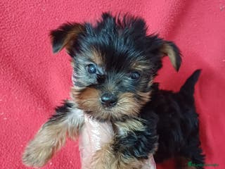Yorkshire Terrier perros Yorkshire Terrier Mini - Anuncio 3