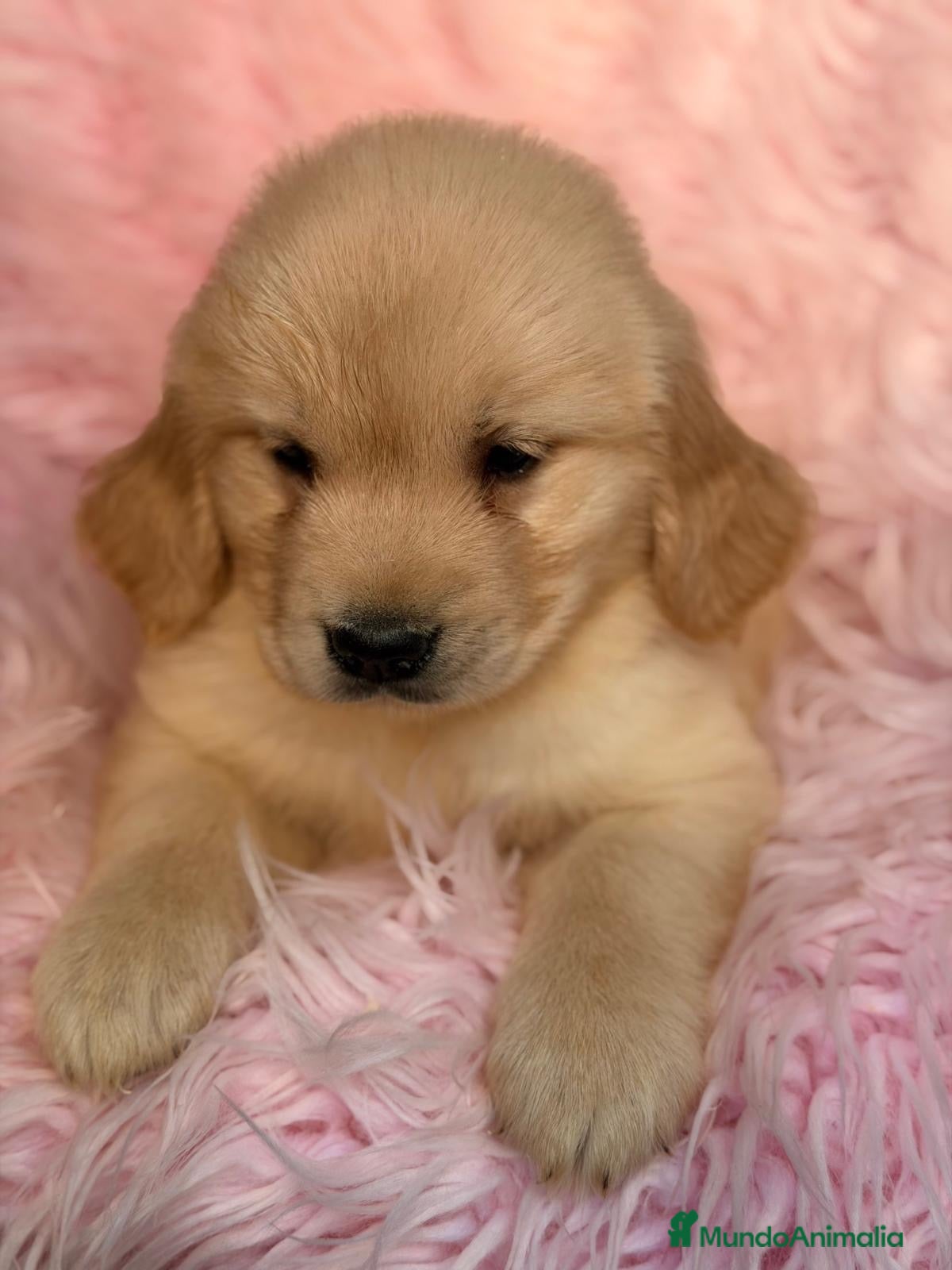 Golden Retriever perros en venta: Camada de Golden retriever dorados  - Anuncio 1