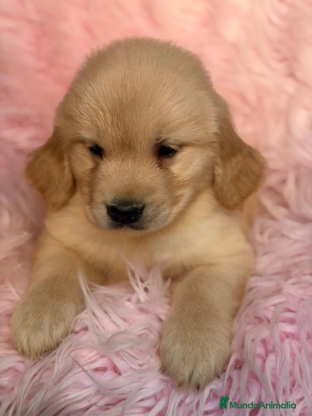 Golden Retriever perros en venta: Camada de Golden retriever dorados  - Anuncio 1
