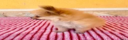 Pomerania perros en venta: Pomerania toy  - Anuncio 5