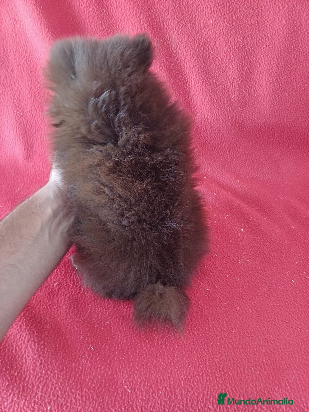 Pomerania perros en venta: Pomerania Toy Chocolate  - Imagen 4