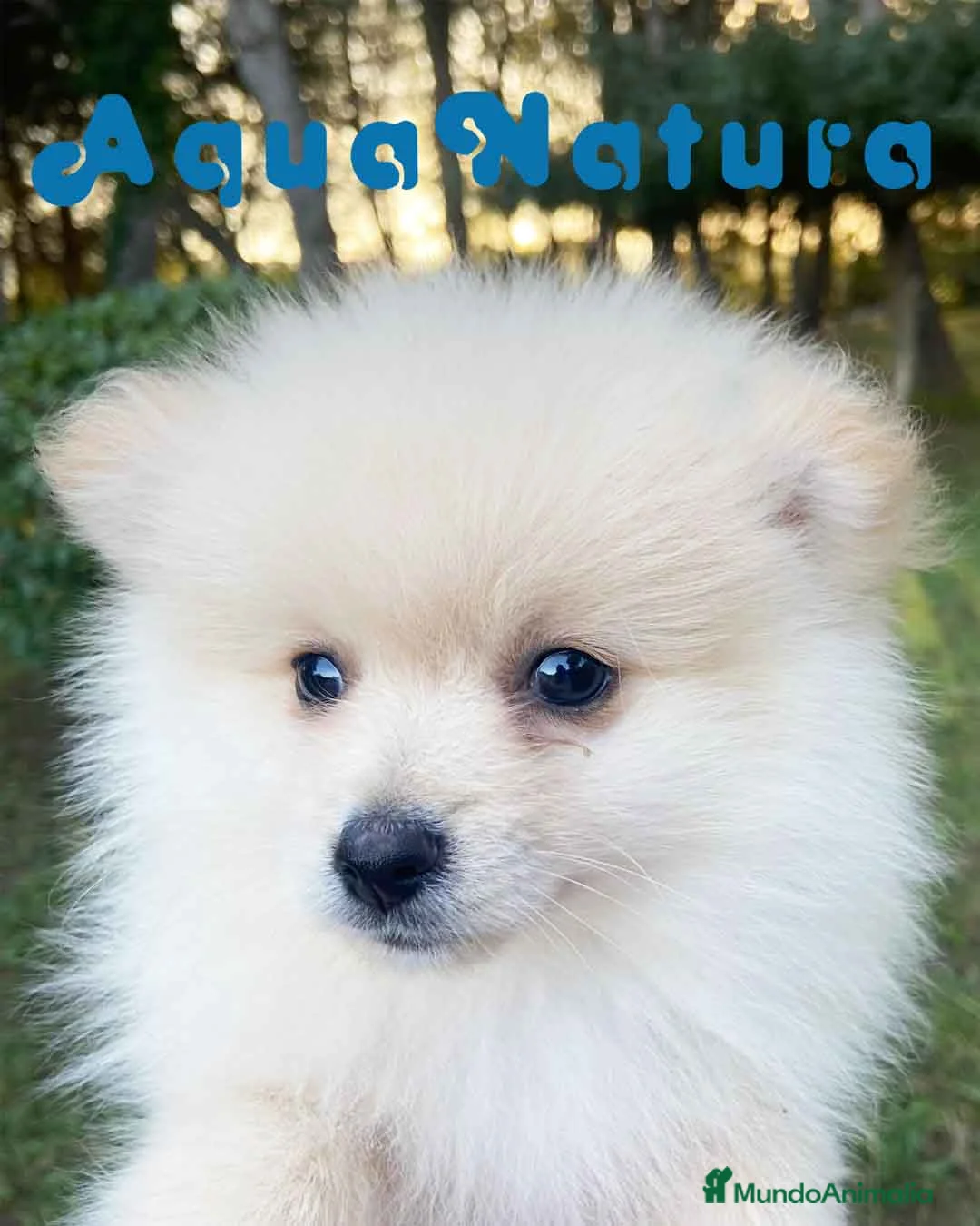 Pomerania perros en venta: Pomerania Macho 7515 - AQUANATURA en Barcelona - Anuncio 5