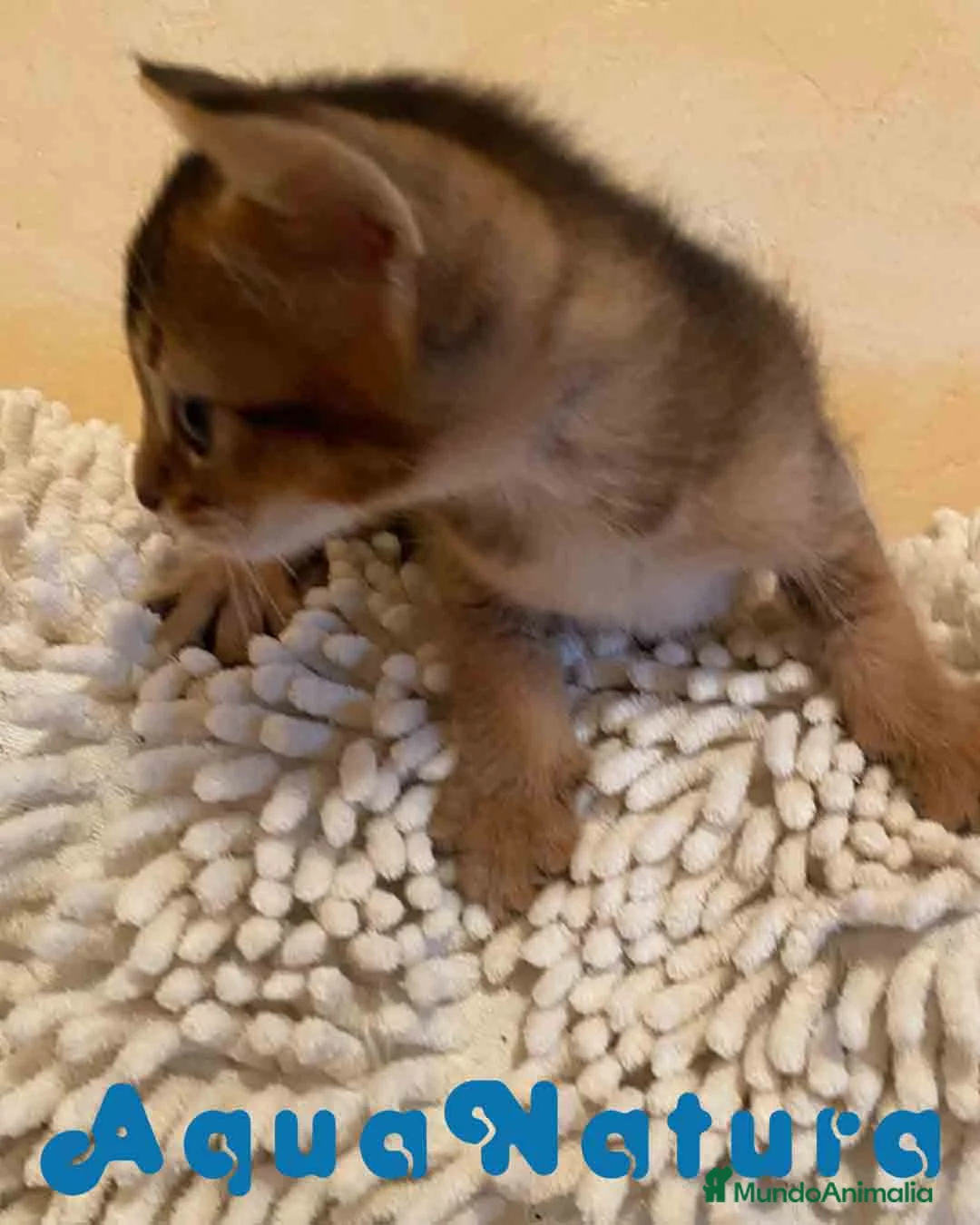 Abisinio gatos en venta: Abisinio Hembra de Santa 1837 - AQUANATURA en Barcelona - Anuncio 3