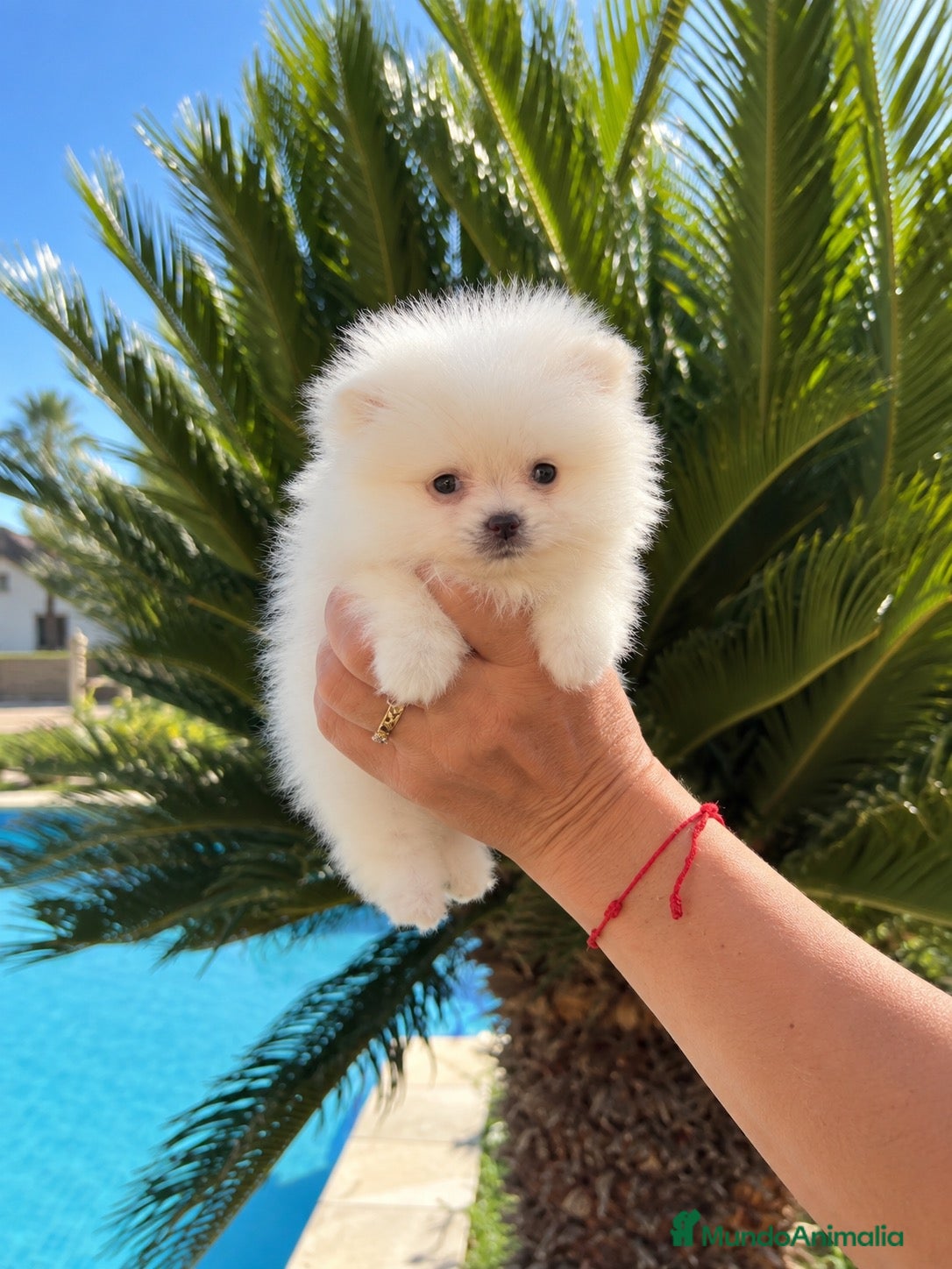 Pomerania perros POMERANIA BLANCO DISPONIBLE 🐾🤍 - Anuncio 1