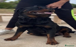 Rottweiler perros en venta: Rottweiler - Imagen 19