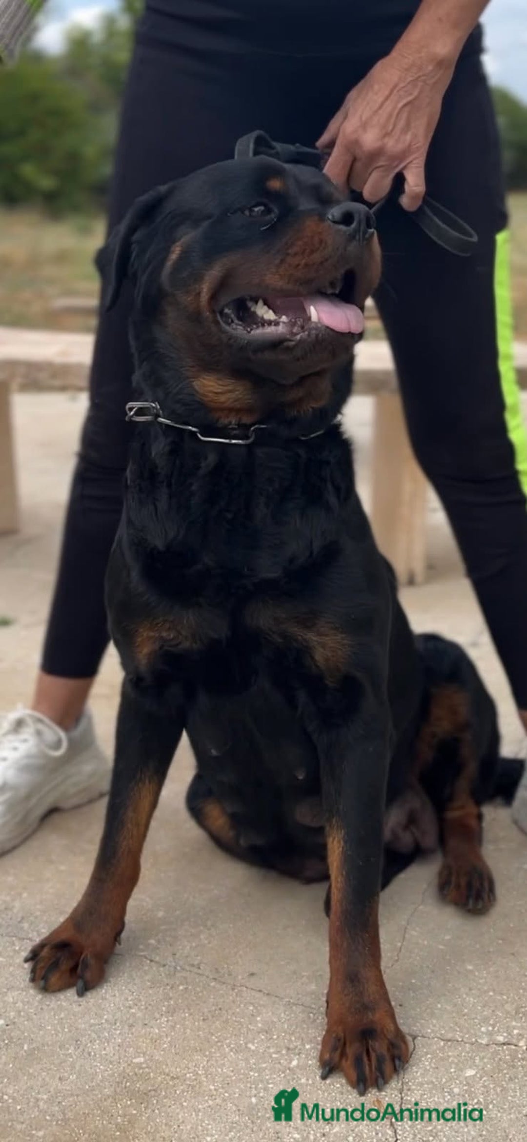 Rottweiler perros en venta: Rottweiler - Imagen 19